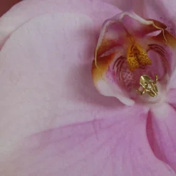 Des Boucles D'Oreilles<Anissa Kermiche Goujon Iris-Istible